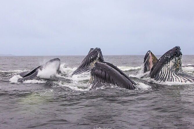 Private Whale and Wildlife Viewing - Who Should Consider This Tour?