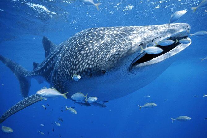 Private Whale shark Ecofriendly tour from Cancun - What to Expect on the Tour