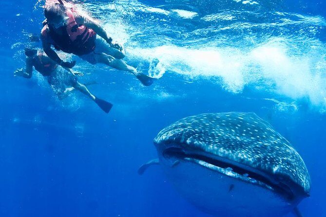Private Whale Shark Ecofriendly Tour from Riviera Maya - The Environment and Conservation Focus