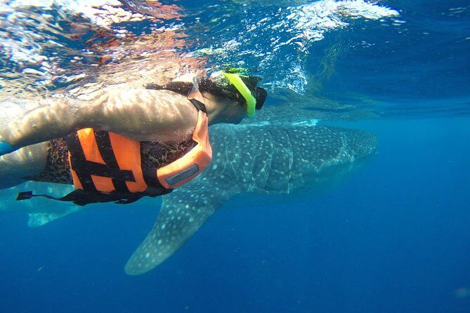 Private Whale Shark Tour from Cancun - Why This Tour Offers Good Value