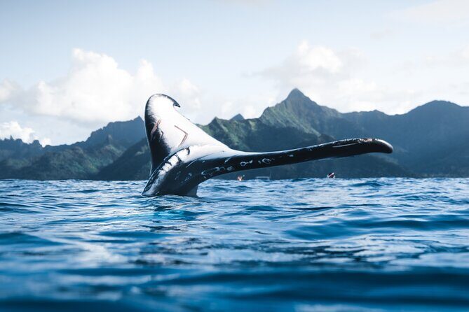 Private Whale Watching Activity - Analyzing the Cost: Is It Good Value?