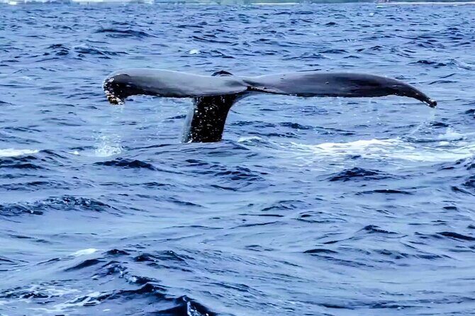 Private Whale Watching Adventure - Pricing and Value