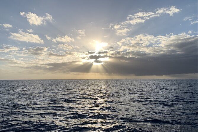 Private Whale Watching and Dolphin Excursion - Who Is This Tour Best For?