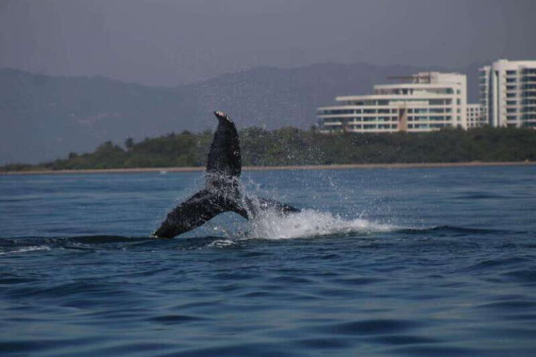 Private whale watching in mazatlan - Who should choose this whale watching tour?