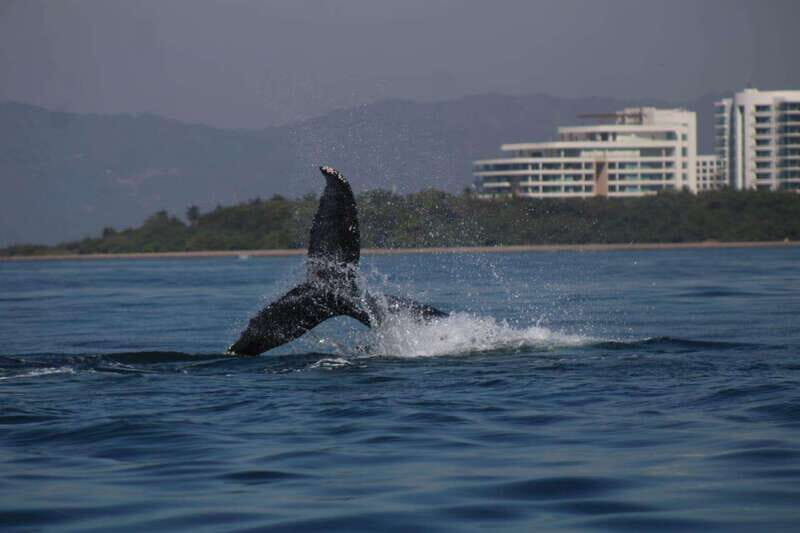 Private whale watching in mazatlan - Who should choose this whale watching tour?