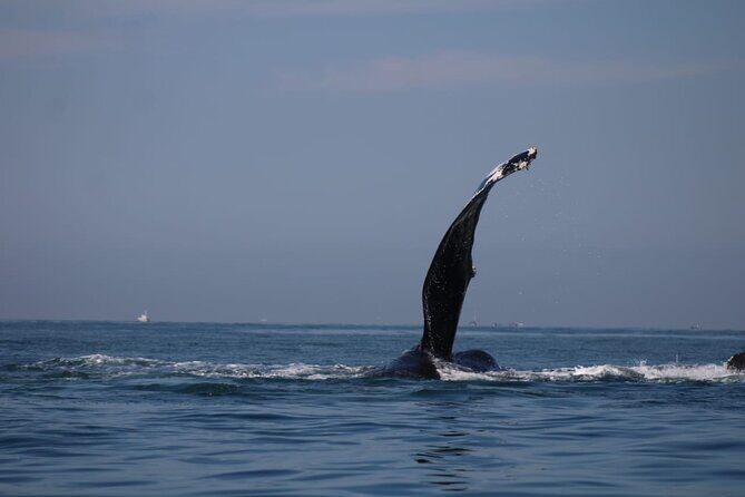 Private whale watching in Puerto Vallarta for 3 Hours - Analyzing the Value