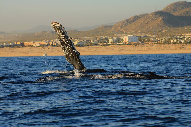 Private Whale Watching in San Jose Del Cabo snack,drinks,Warranty - What to Expect