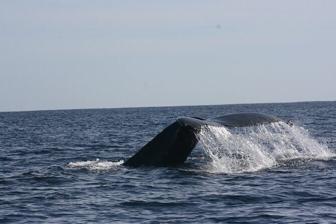 Private Whale Watching in San José del Cabo - Practical Details and Tips