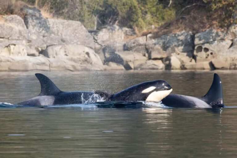 Private Whale Watching Nanaimo - Open Boat - What Sets This Tour Apart?