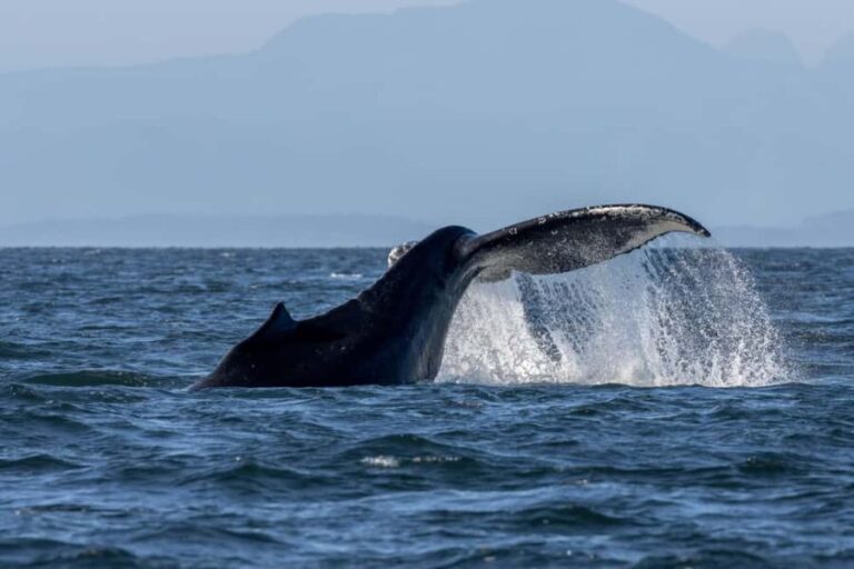 Private Whale Watching Nanaimo - Semi-Covered Boat - In-Depth Look at the Itinerary