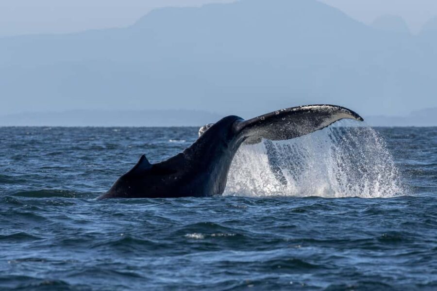 Private Whale Watching Nanaimo - Semi-Covered Boat - In-Depth Look at the Itinerary