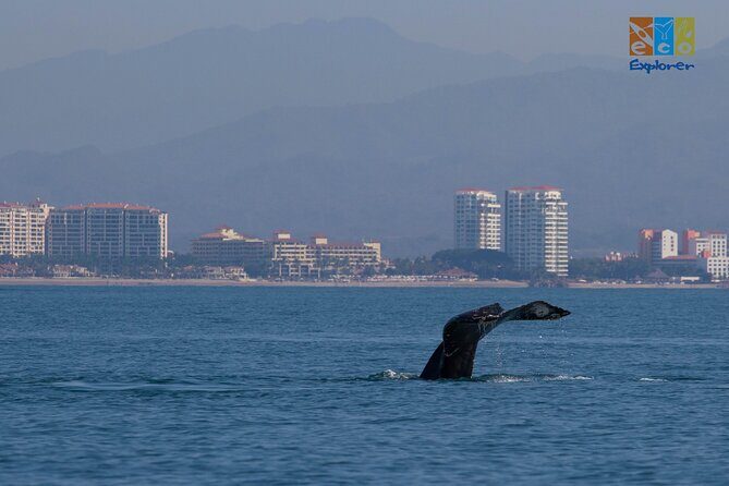 Private Whale watching Puerto Vallarta - Who Should Consider This Tour?
