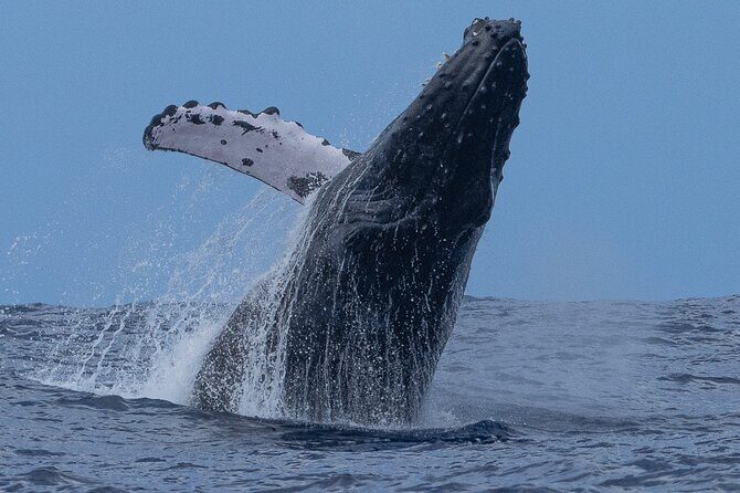 Private Whale Watching Safari from North Shore Oahu - Final Thoughts