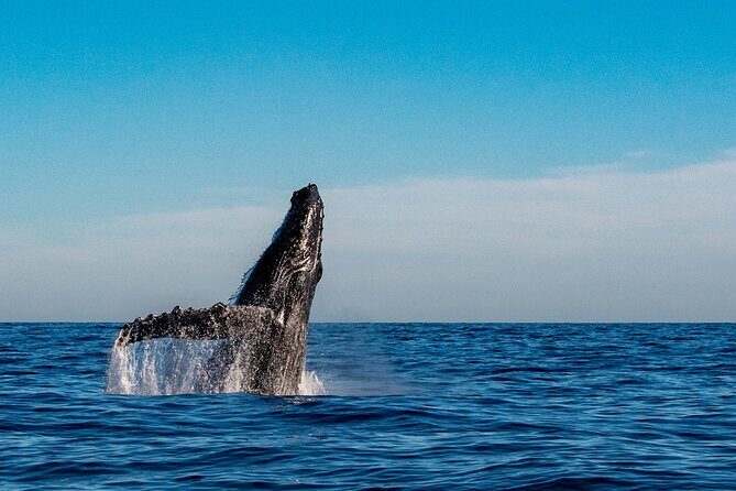 Private Whale Watching Sailing Adventure - Overview of the Experience