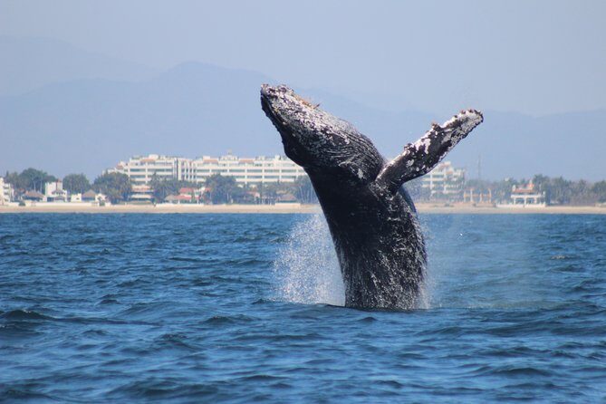 Private Whale Watching Tour in Puerto Vallarta - FAQ