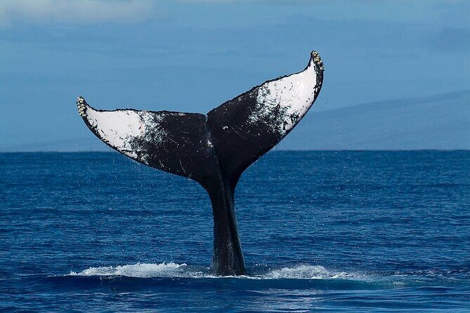 Private Whale Watching Tour of Oahu - Practical Details and Logistics