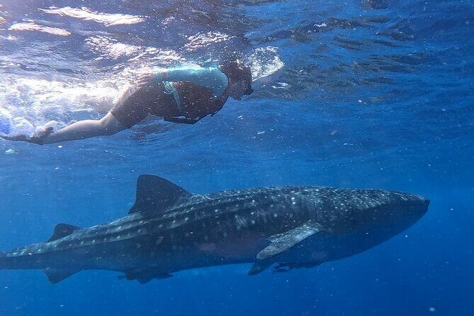 Private Whale Watching Tours in Isla Mujeres - Why This Tour Might Be Right for You