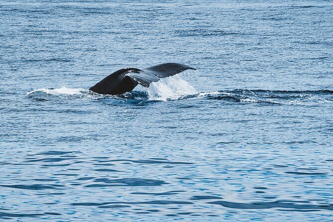 Private Whale Watching Trip from Oahu - The Itinerary: From Ko Olina to Whale Encounters