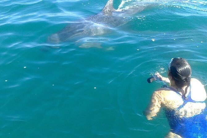 Private Wild Dolphin Encounter in Puerto Vallarta - Authentic Encounters: What Travelers Say