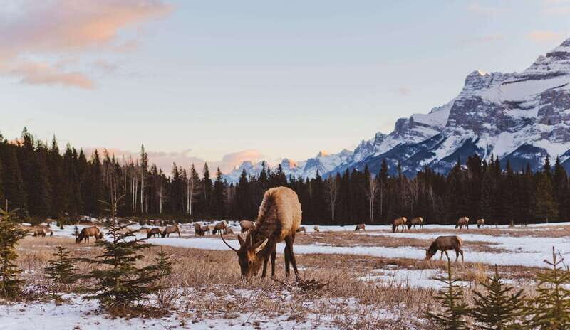 PRIVATE Wilderness and Wildlife Walking Tour - 2.5H - Why This Tour Resonates