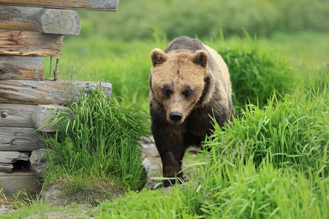 Private Wildlife, Glacier & Gold Panning (Panoramic Van Max 9) - What the Tour Involves