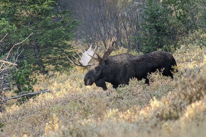 Private Wildlife Safari from West Yellowstone with Lunch - Why This Tour Offers Great Value