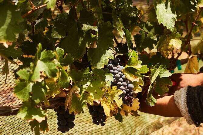 Private wine tasting & wine pairing tours - The Wine and Food Pairings