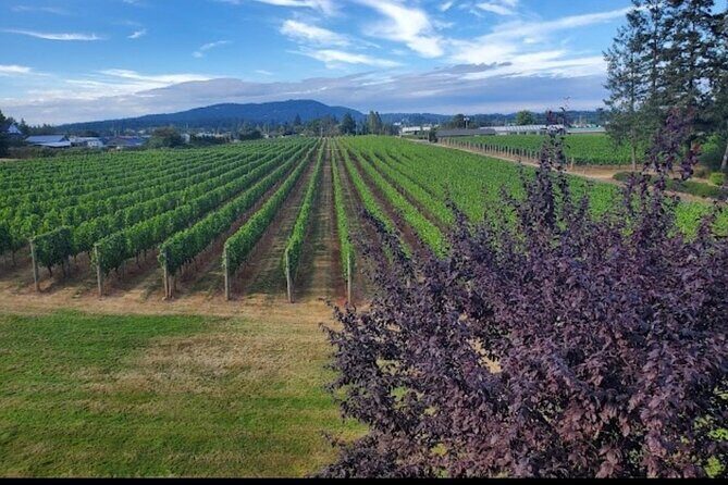Private Wine Tour at Church and State Wines in Victoria BC Canada - Analyzing the Value