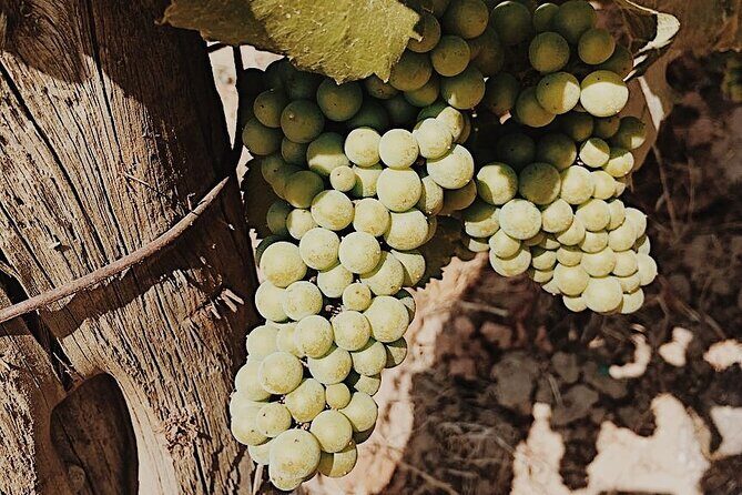 Private Wine Tour for 1-5 People in Oregon - What’s Included & What’s Not
