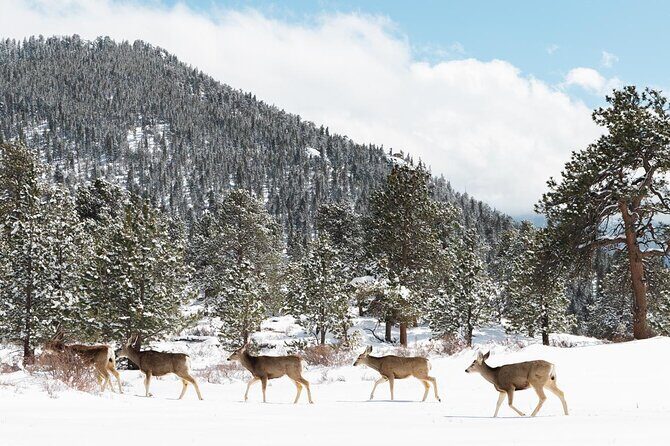Private Winter Tour + Sledding in Rocky Mountain National Park - Final Thoughts