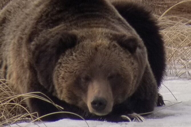 Private Wolf and Bear Watching in Yellowstone - Why This Tour Offers Good Value