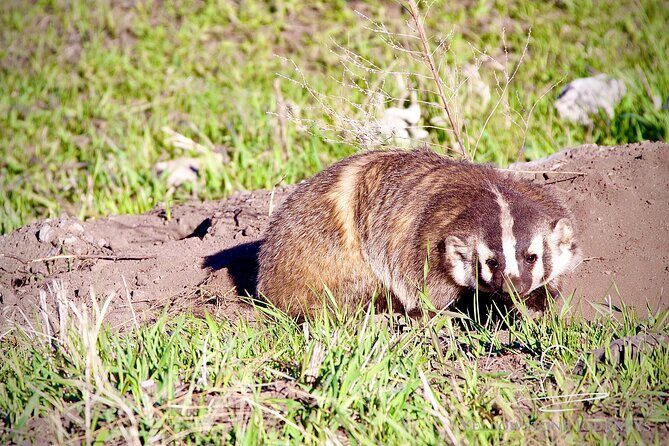 Private Yellowstone Journey from Gardiner, MT - Authentic Experiences and Guest Feedback