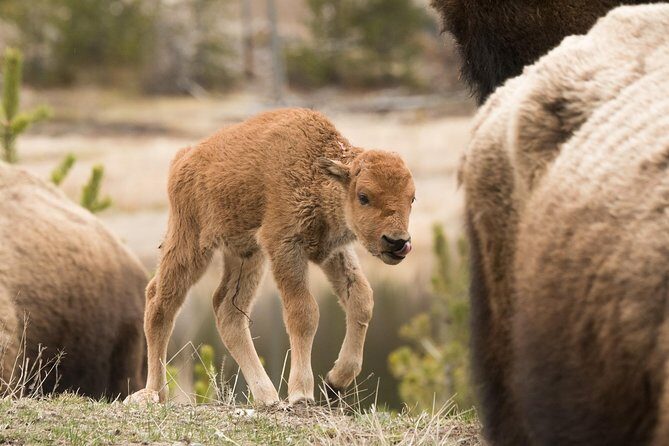 Private Yellowstone Old Faithful and Lower Loop Tour - Detailed Breakdown of the Itinerary