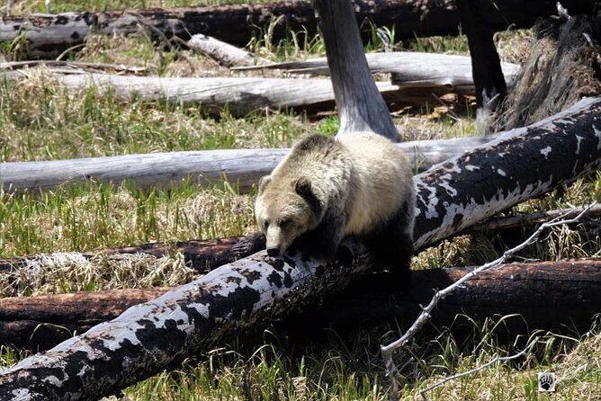Private Yellowstone Wildlife and Photo Tours West Yellowstone - Who Is This Tour Best For?