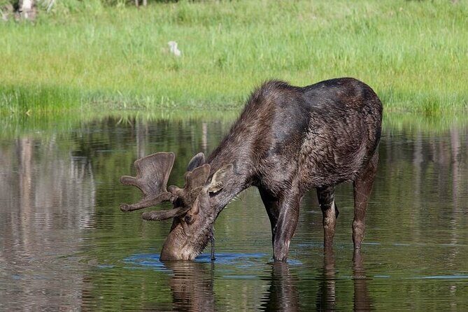 Private Yellowstone Wildlife Safari Tour From Cody, WY - Who Will Love This Tour?