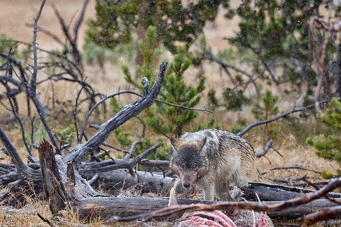 Private Yellowstone Wildlife Tours & Photo Safaris - Half Day - What Travelers Say