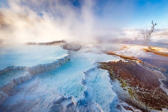 Private Yellowstone Winter Wolf Watching and Wildlife Safari - An In-Depth Look at the Yellowstone Winter Safari