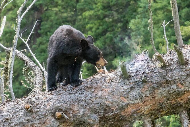 Private Yellowstone Wolf Watching & Wildlife Safari + lunch - Final Thoughts