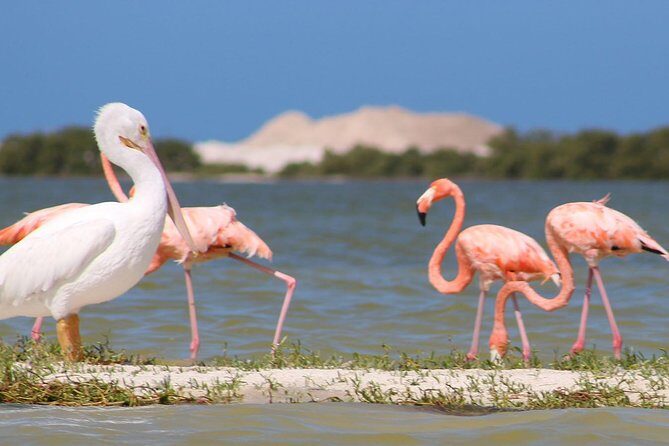 Private Yucatan Discovery Tour - Who Should Consider This Tour?