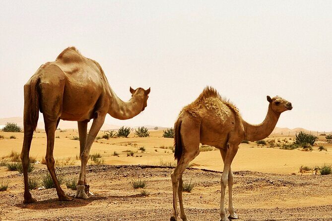 Professional Desert Safari with Camel Ride & BBQ in Bedouin Camp - Sunset Photography and Dune Views