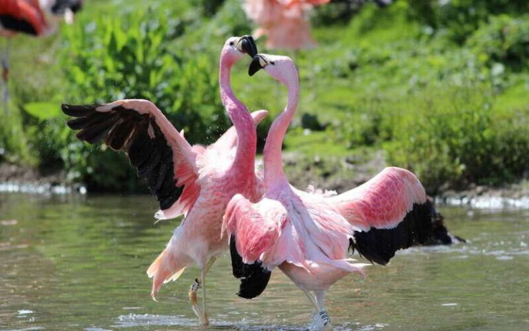 Progreso: Sightseeing Trip with Mayan Ruins & Beach Break - Pink Lagoon La Rosada