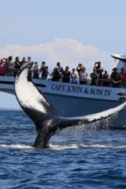 Provincetown: Whale Watching Cruise