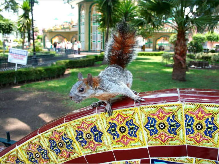 Puebla: Magical Atlixco, Volcano, Unique Garden & Plant Maze - Discovering Atlixco’s Botanical Marvels