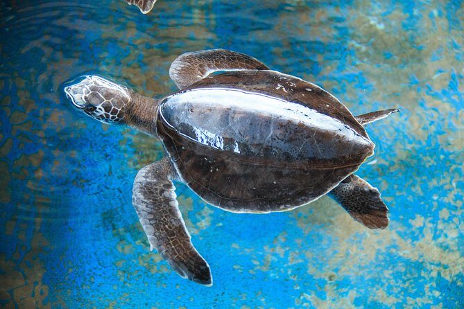 Puerto Angel Exotic Animal Wildlife Experience - What Sets This Tour Apart