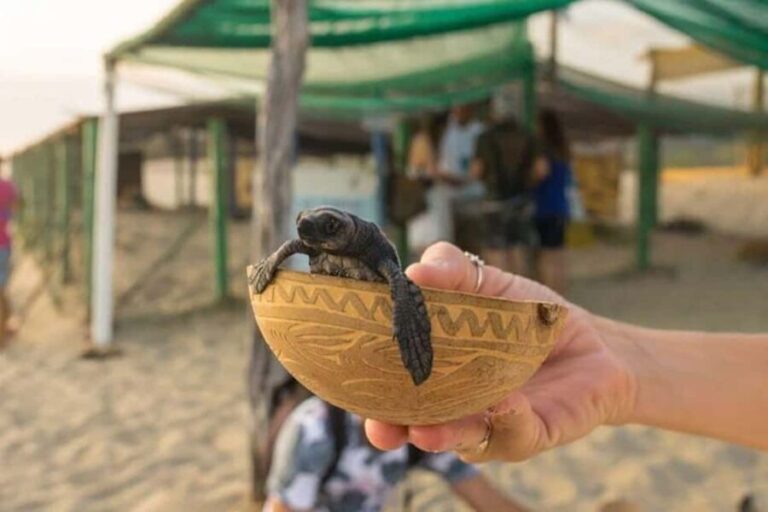 Puerto Escondido: Baby Turtle Release Tour - The Itinerary: Step-by-Step