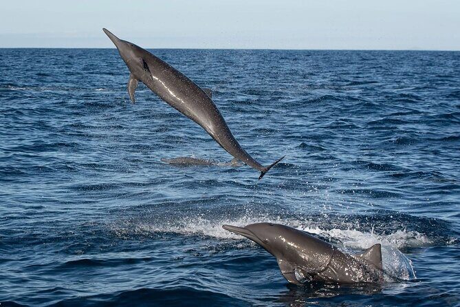 Puerto Escondido Dolphin and Whale Watching Adventure - Authentic Perspectives from Travelers