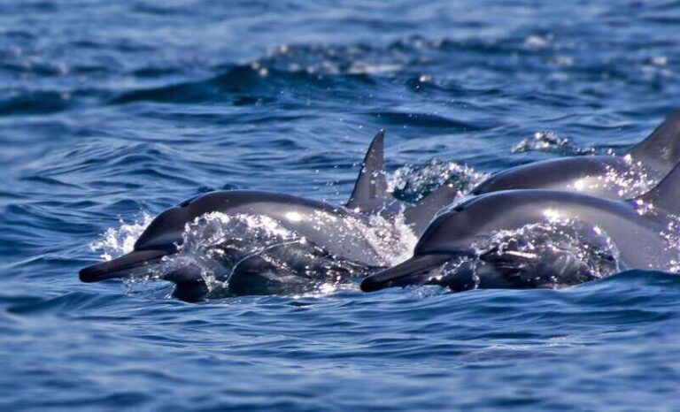Puerto Escondido: Family Private Boat Tour - Authentic Marine Encounters and Real Reviews