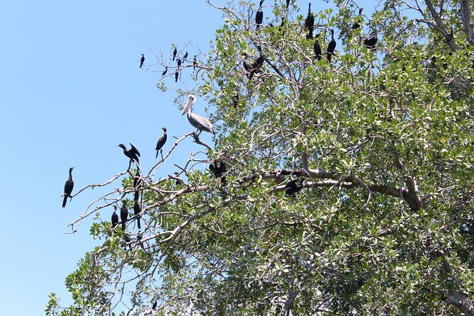 Puerto Escondido: Manialtepec Lagoon by Kayak - Who Should Consider This Tour?