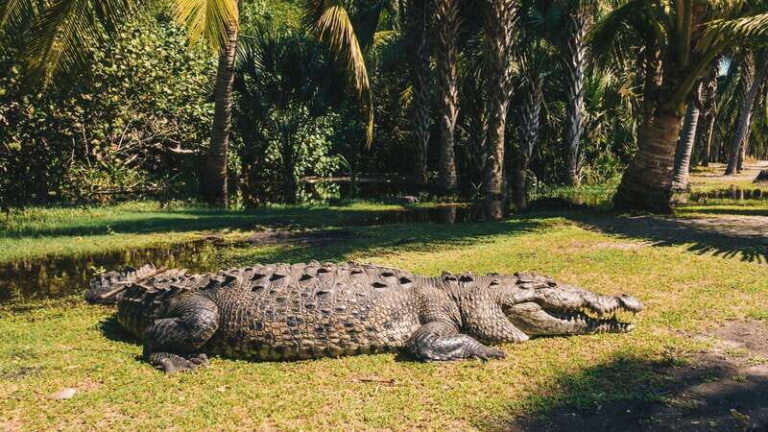 Puerto Escondido: Oaxaca Coast Wildlife Ecotour - Analyzing the Value
