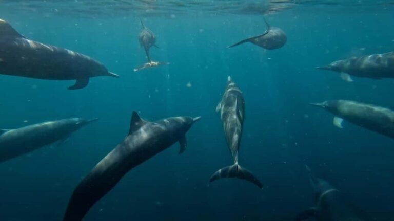 Puerto Escondido: The Best Adventure for Dolphin Watching - The Practicalities and Value
